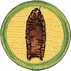 Archaeology Merit Badge