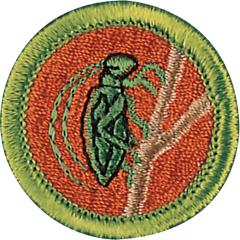 Insect Study Merit Badge